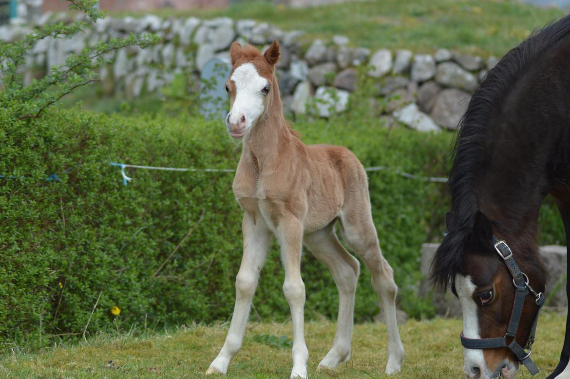 Welsh Mountain (sec A) Noerrelide's charles billede 7