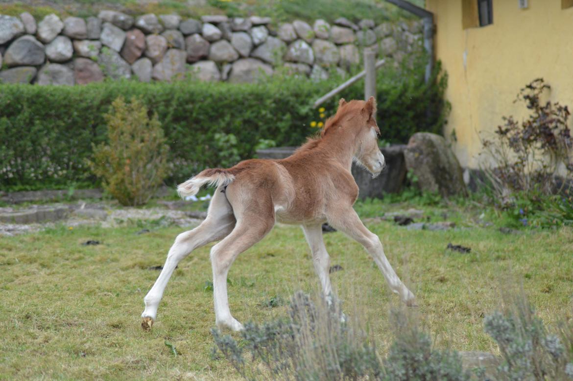 Welsh Mountain (sec A) Noerrelide's charles billede 3