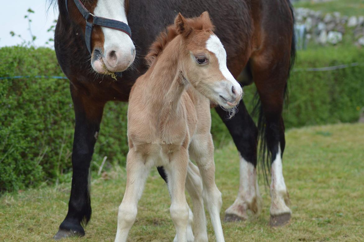Welsh Mountain (sec A) Noerrelide's charles billede 9