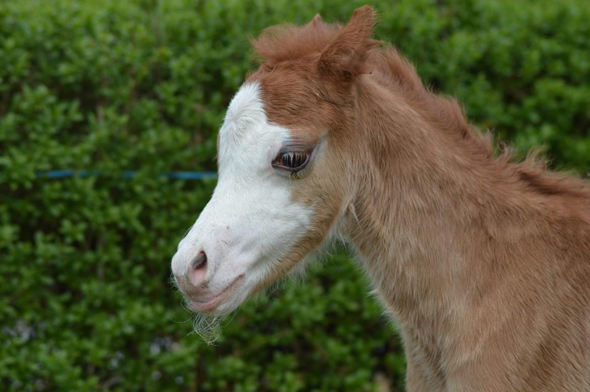 Welsh Mountain (sec A) Noerrelide's charles billede 8