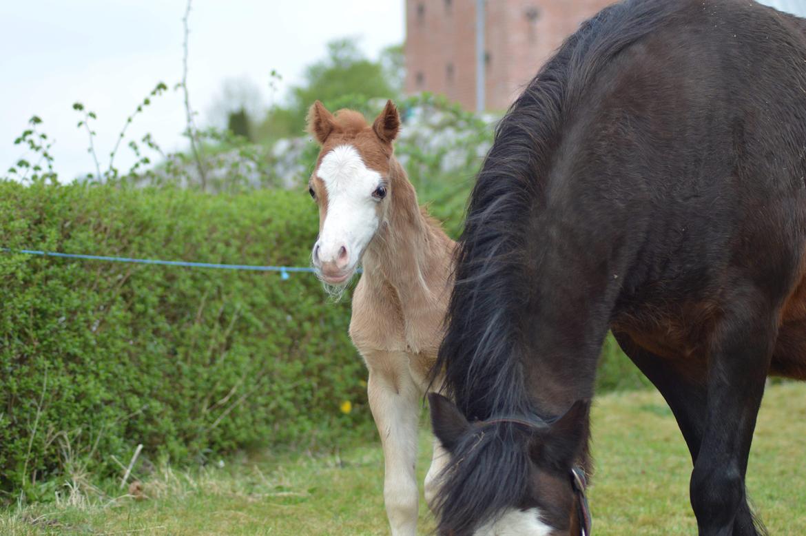 Welsh Mountain (sec A) Noerrelide's charles billede 10