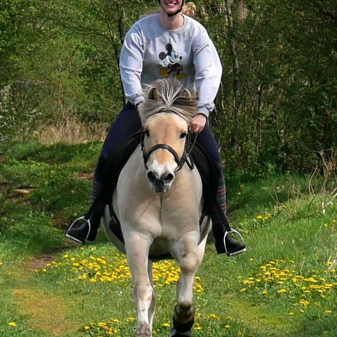 Fjordhest Højgaards Findus - Forår 2019 billede 4