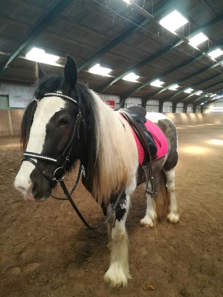 Irish Cob Phoibe - Forår 2019 billede 16