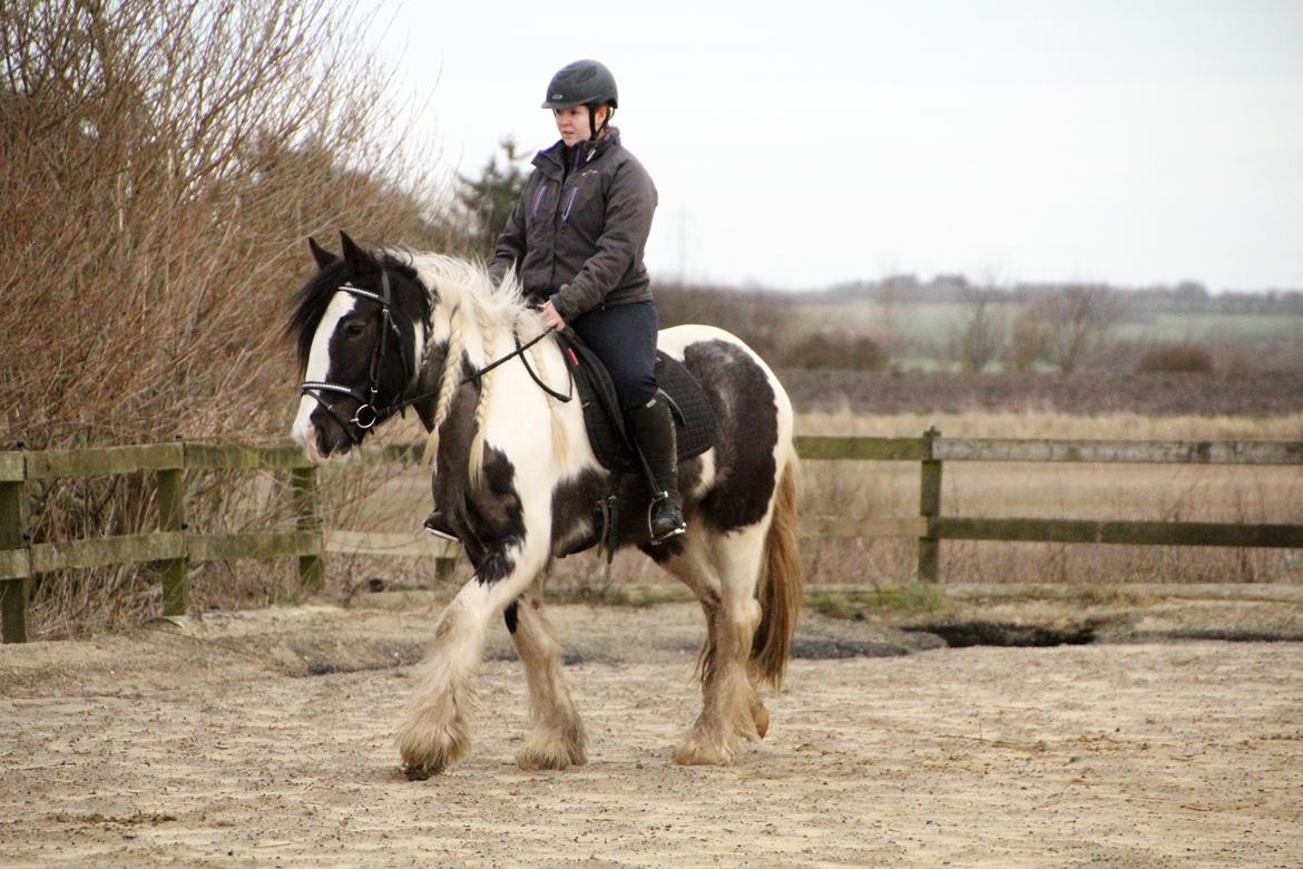 Irish Cob Phoibe - Tidlig forår 2019 billede 17