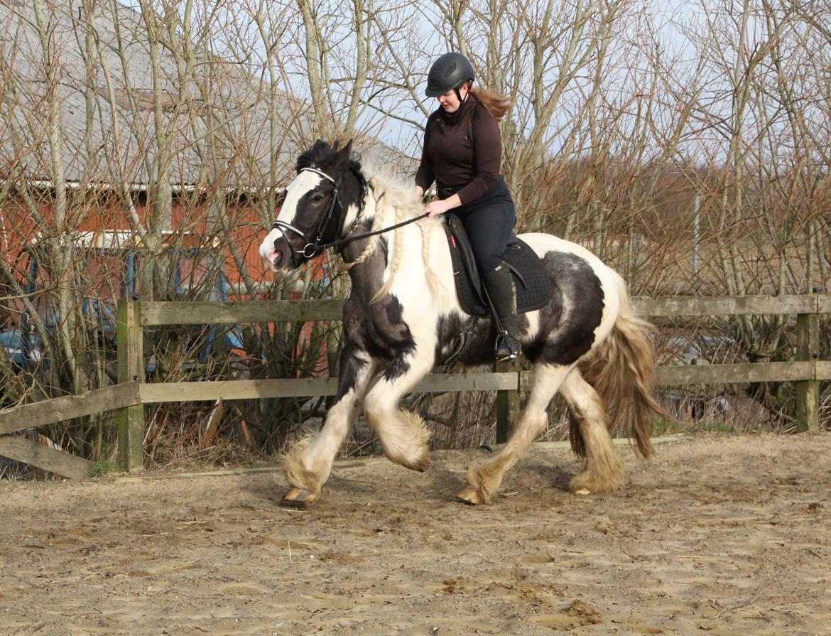 Irish Cob Phoibe billede 19