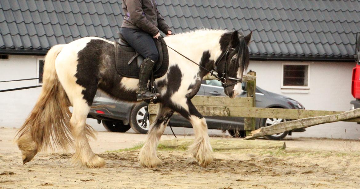 Irish Cob Phoibe billede 18