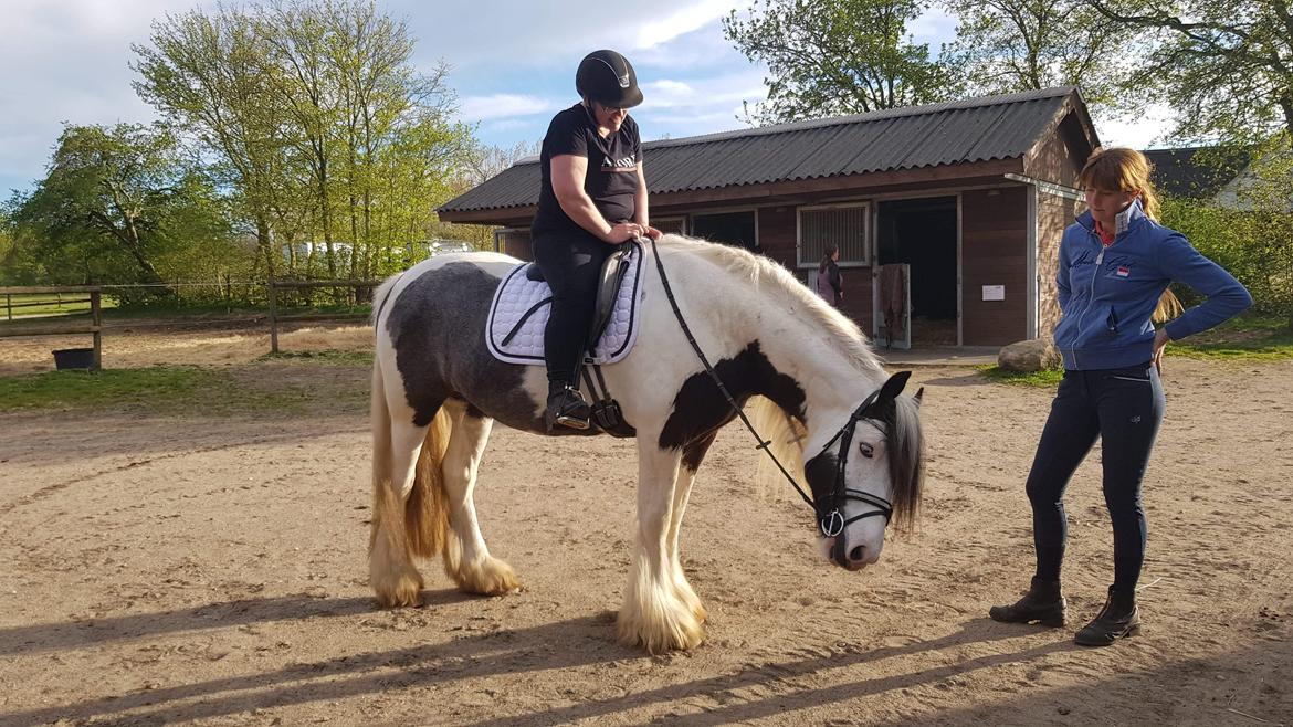 Irish Cob LL. Mølgaards McCoy - Føste ridetur billede 1