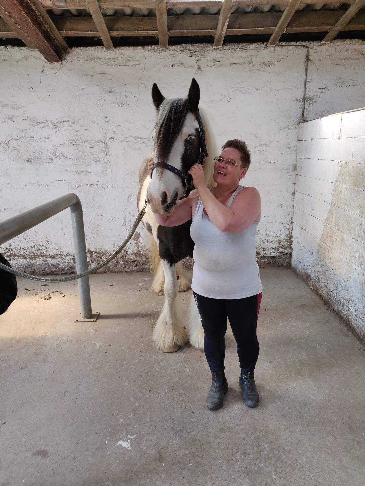 Irish Cob LL. Mølgaards McCoy - Nu er han min billede 3