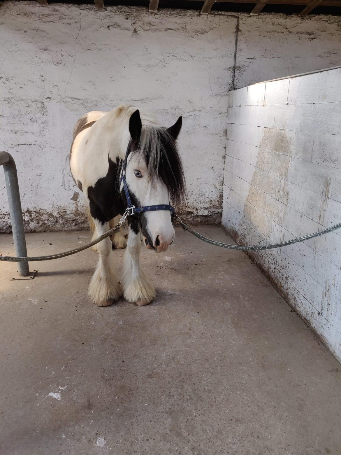 Irish Cob LL. Mølgaards McCoy - Hej Mor billede 4