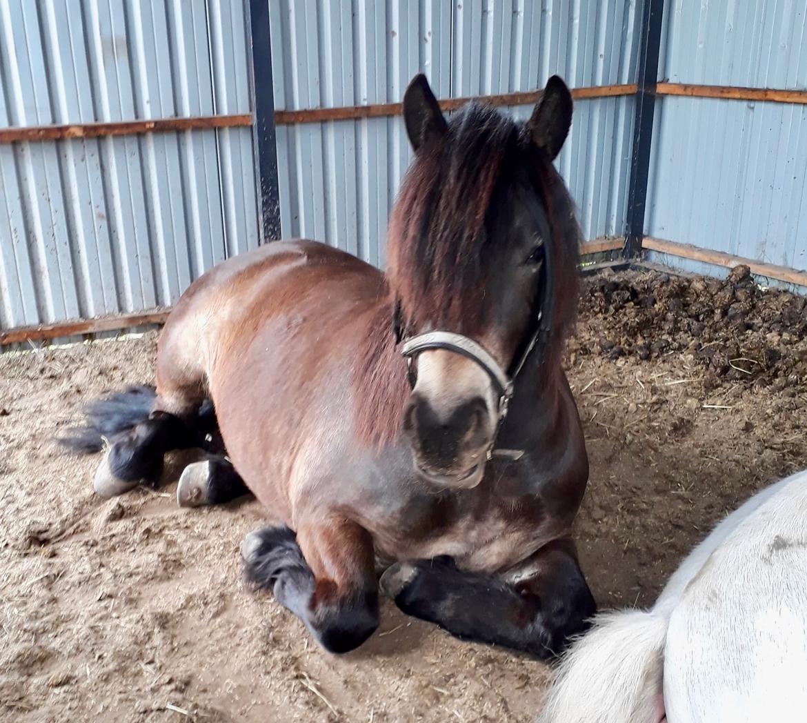 Nordsvensk Skovhest Ry's Zally - 01.05.19 billede 4