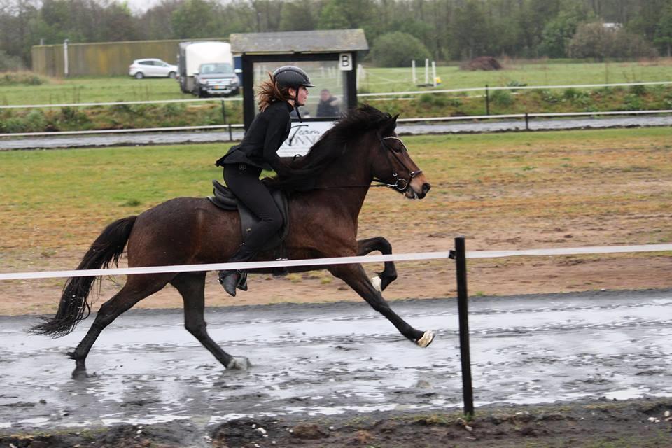 Islænder Magnús fra Kragensgård billede 3