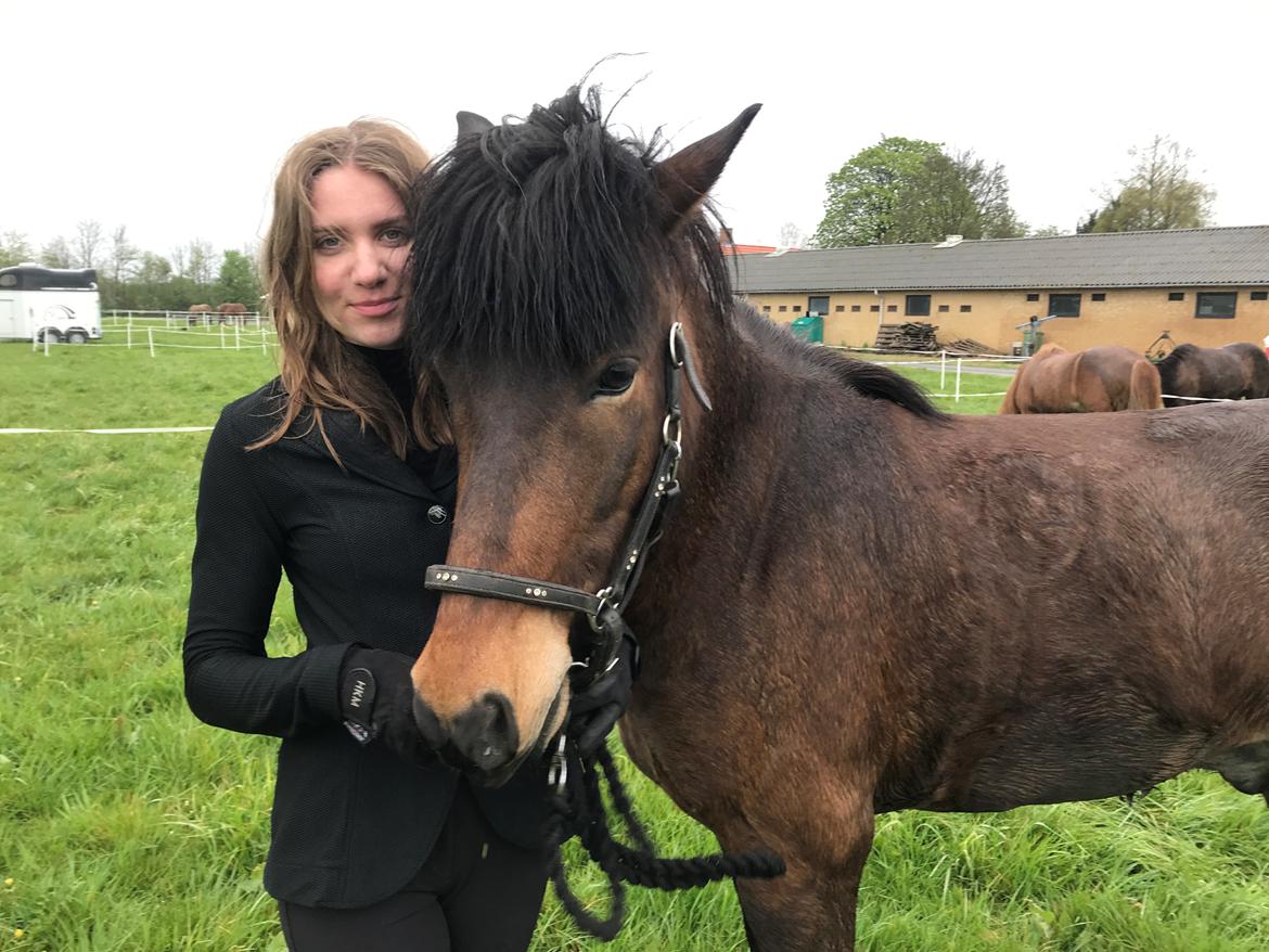 Islænder Magnús fra Kragensgård billede 4