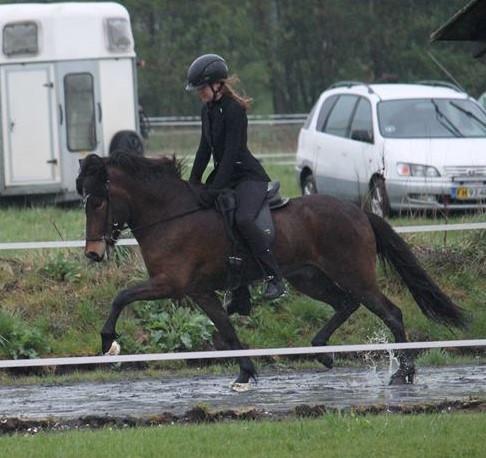 Islænder Magnús fra Kragensgård billede 15