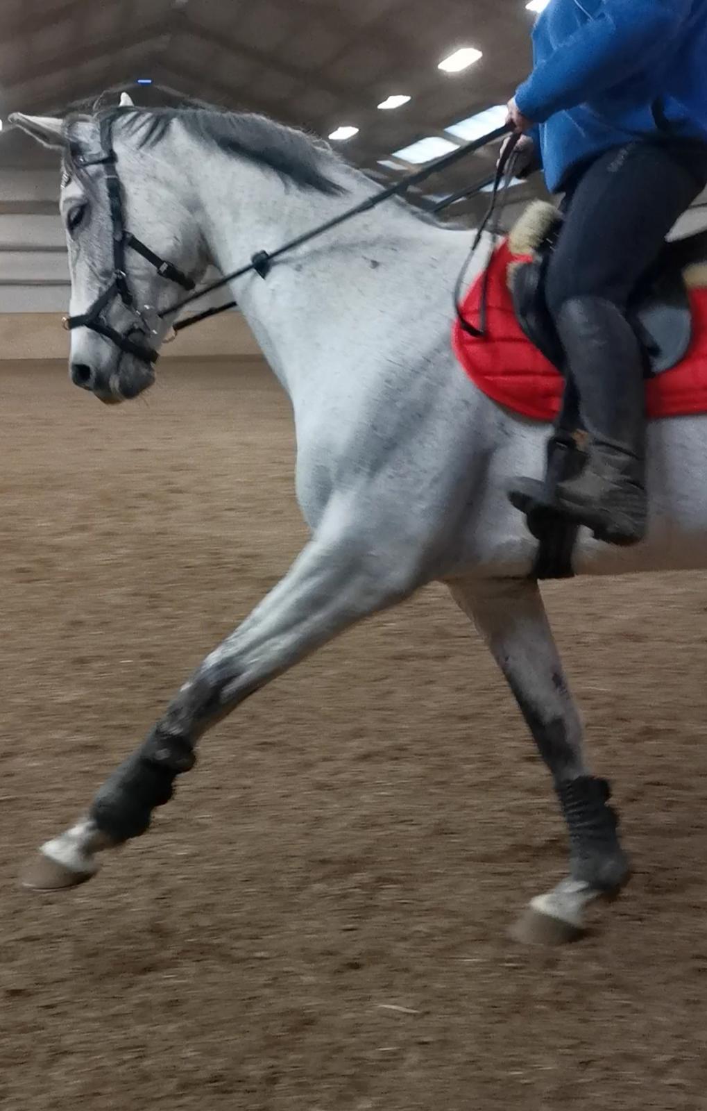 Dansk Varmblod (Miss Dulle) Mille billede 1