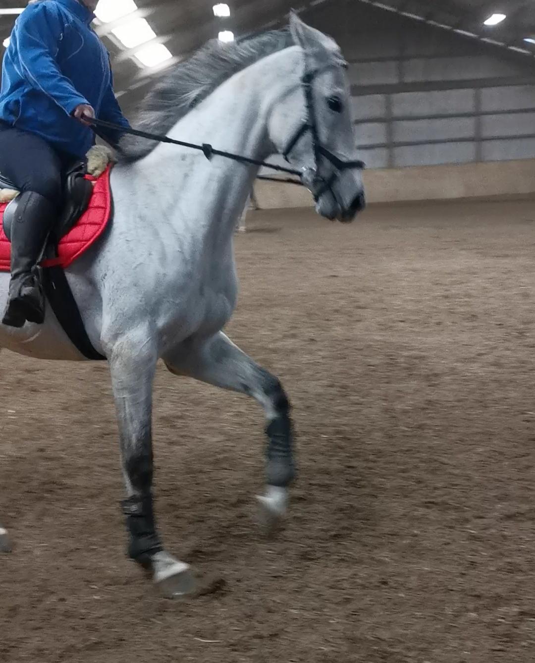 Dansk Varmblod (Miss Dulle) Mille billede 2