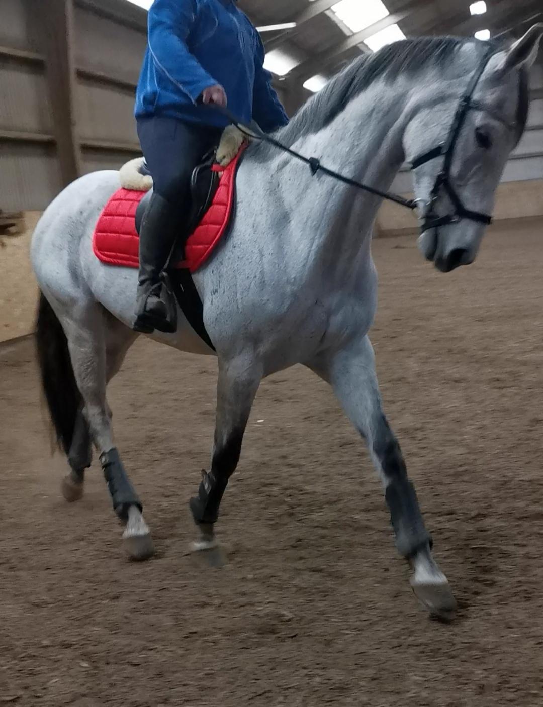 Dansk Varmblod (Miss Dulle) Mille billede 3