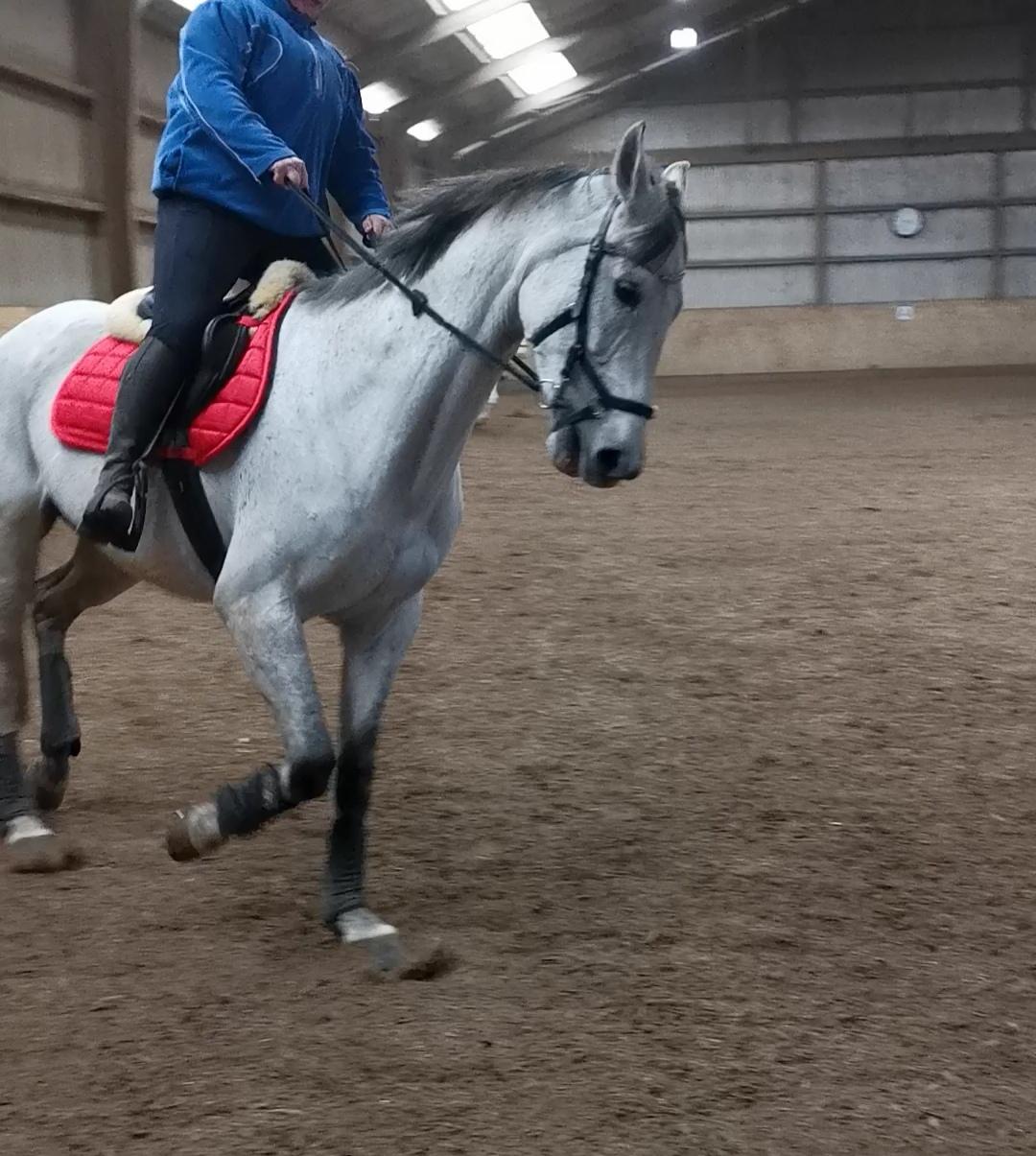 Dansk Varmblod (Miss Dulle) Mille billede 4