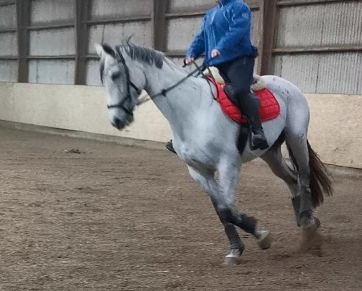 Dansk Varmblod (Miss Dulle) Mille billede 5