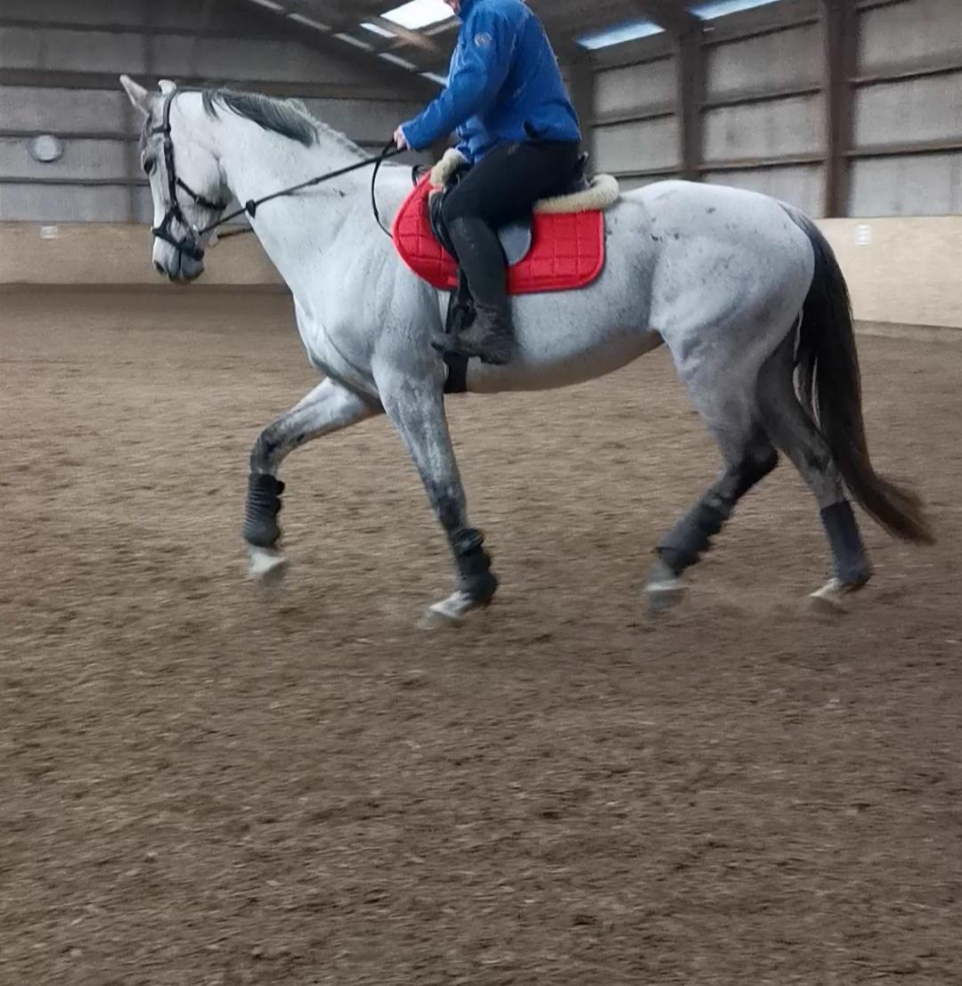 Dansk Varmblod (Miss Dulle) Mille billede 6