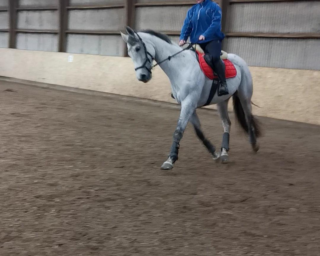 Dansk Varmblod (Miss Dulle) Mille billede 7