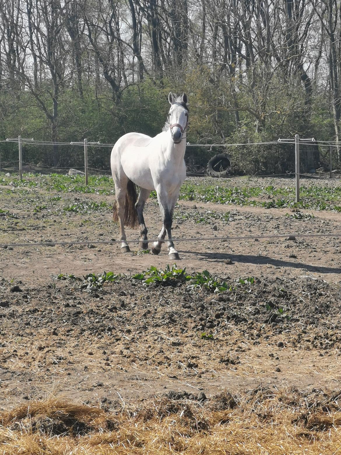 Dansk Varmblod (Miss Dulle) Mille billede 8