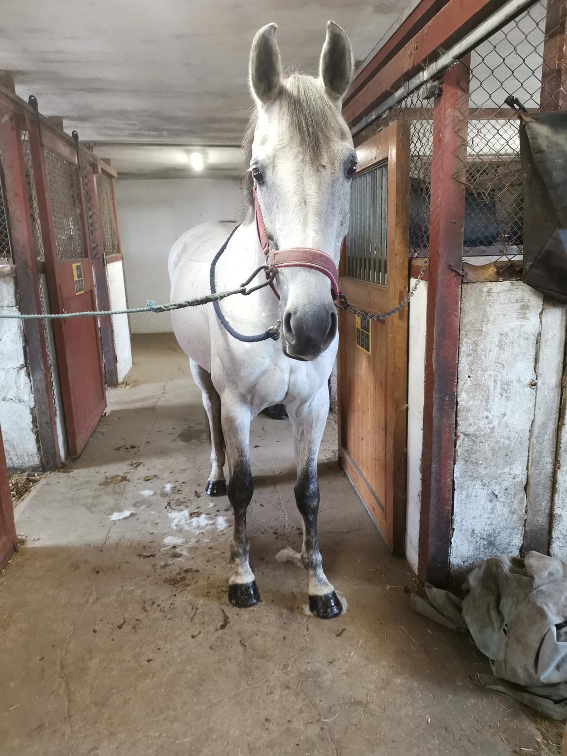 Dansk Varmblod (Miss Dulle) Mille billede 9