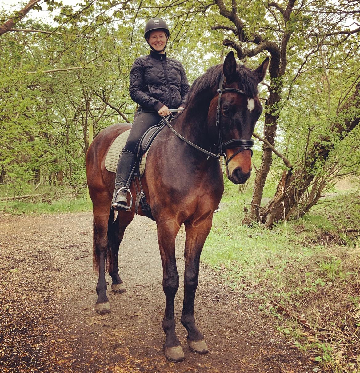 Dansk Varmblod Farmand's Premiere billede 2