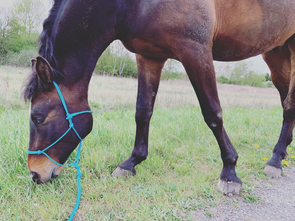 Dansk Varmblod Farmand's Premiere billede 4