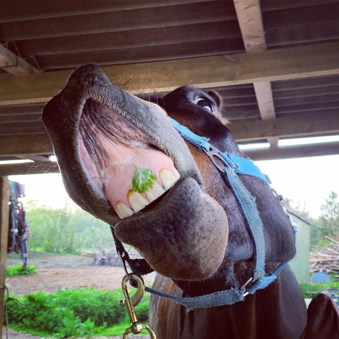 Dansk Varmblod Farmand's Premiere billede 3