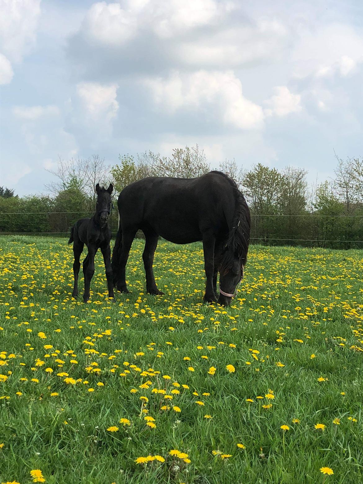 Frieser Elbrich fan Oostenburg STER billede 19