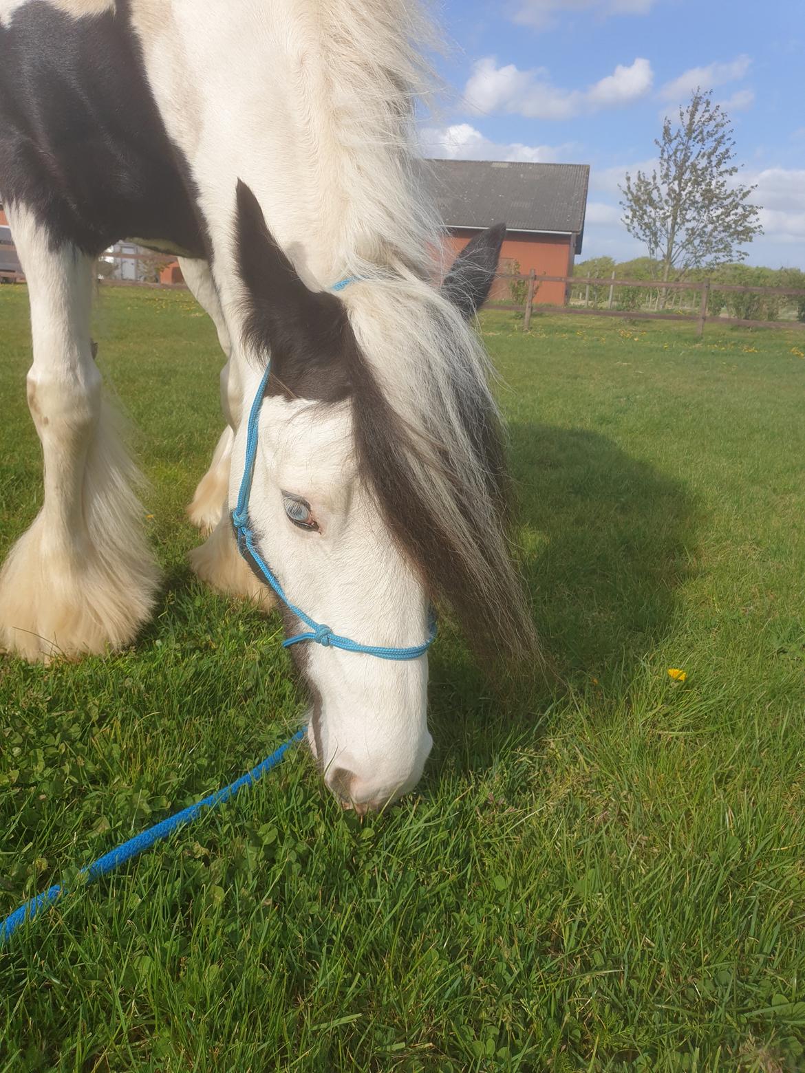 Irish Cob LL. Mølgaards McCoy - Hyggestund  billede 5