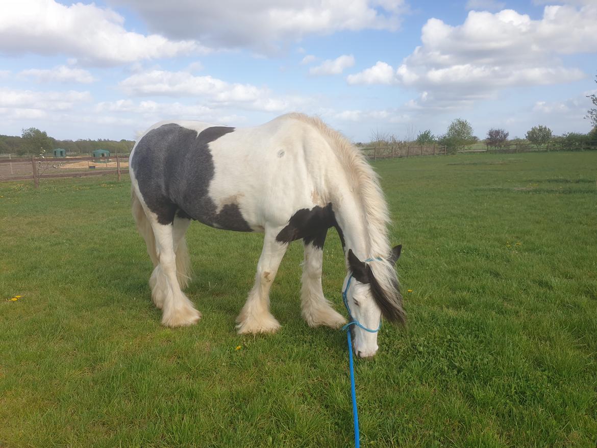 Irish Cob LL. Mølgaards McCoy - Hyggestund  billede 6