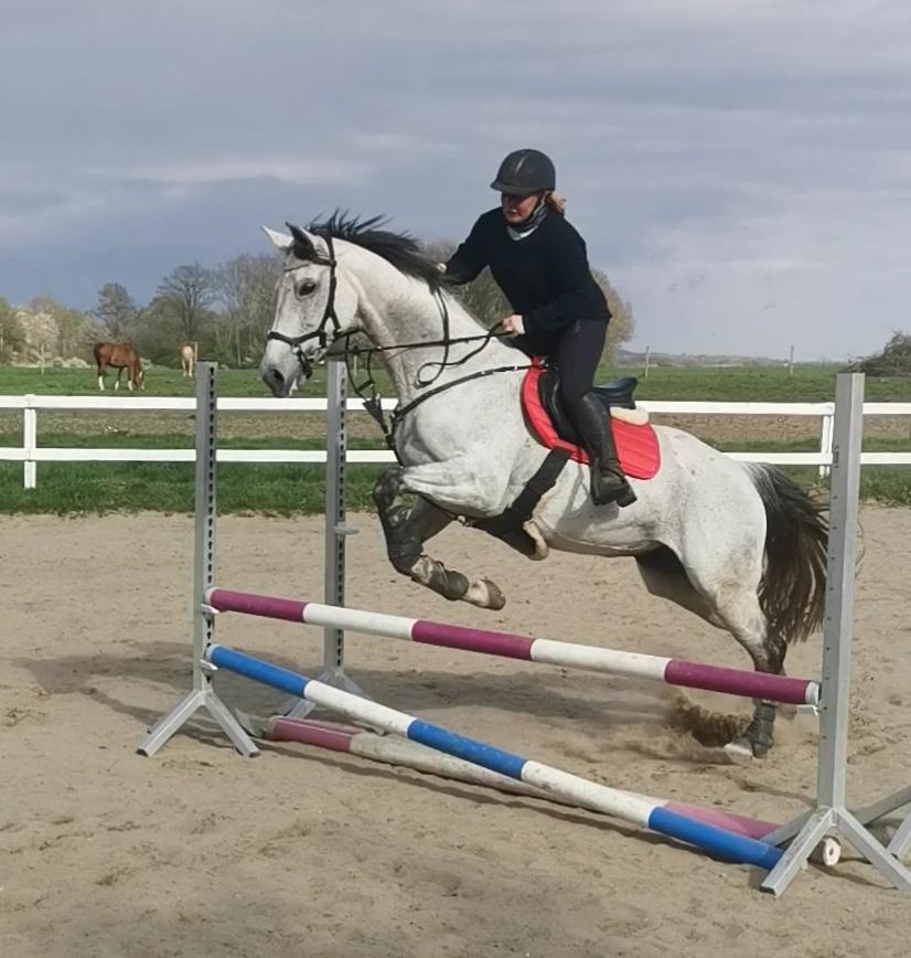 Dansk Varmblod (Miss Dulle) Mille billede 10