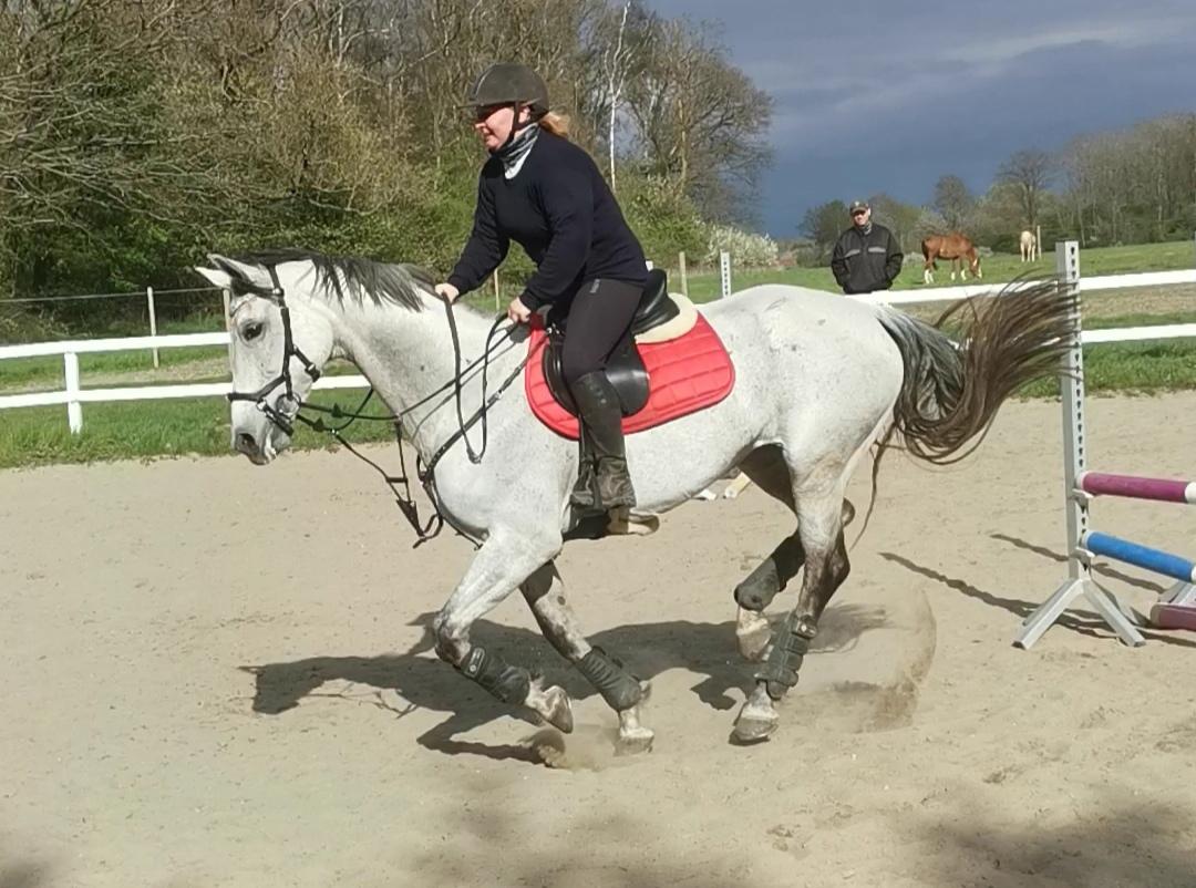 Dansk Varmblod (Miss Dulle) Mille billede 11