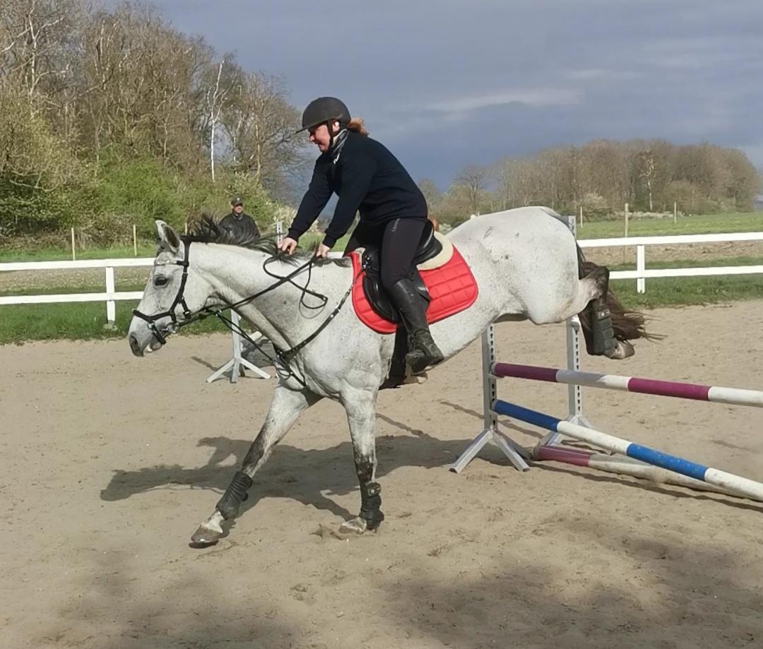 Dansk Varmblod (Miss Dulle) Mille billede 12