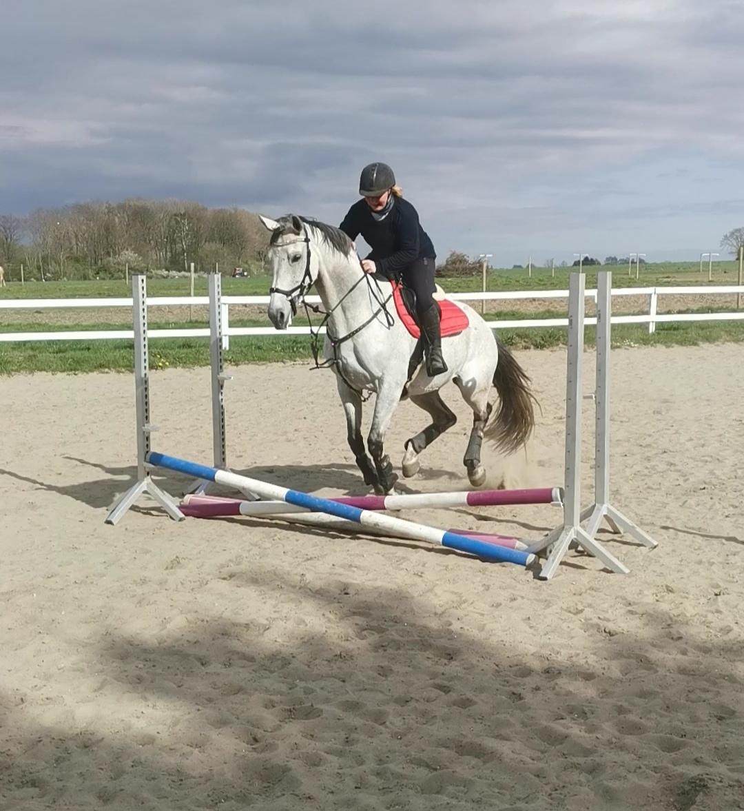 Dansk Varmblod (Miss Dulle) Mille billede 14