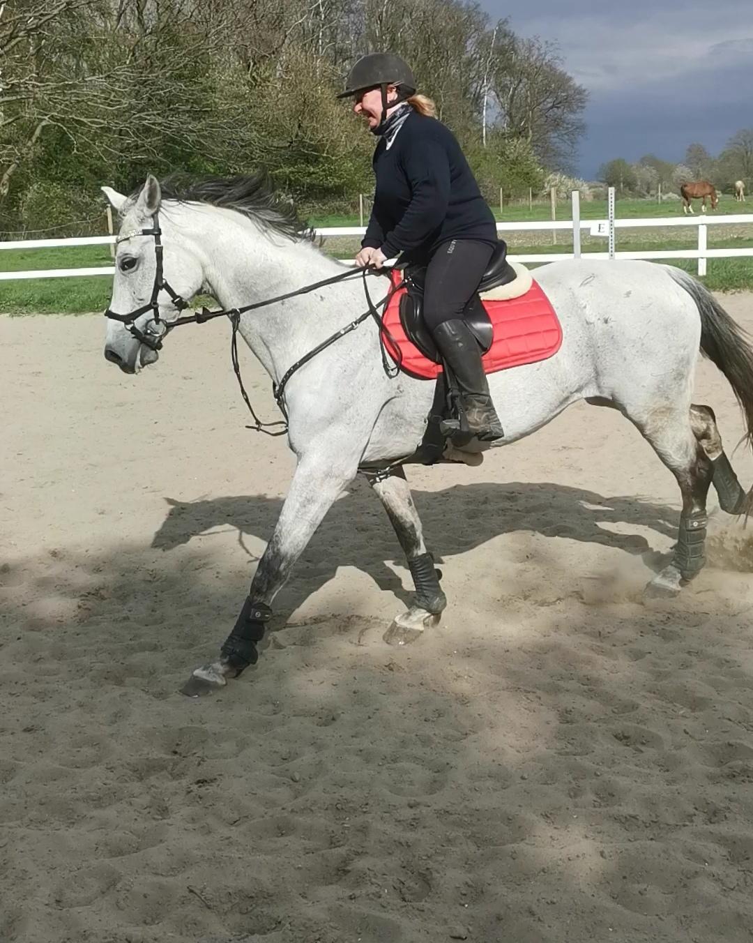 Dansk Varmblod (Miss Dulle) Mille billede 16