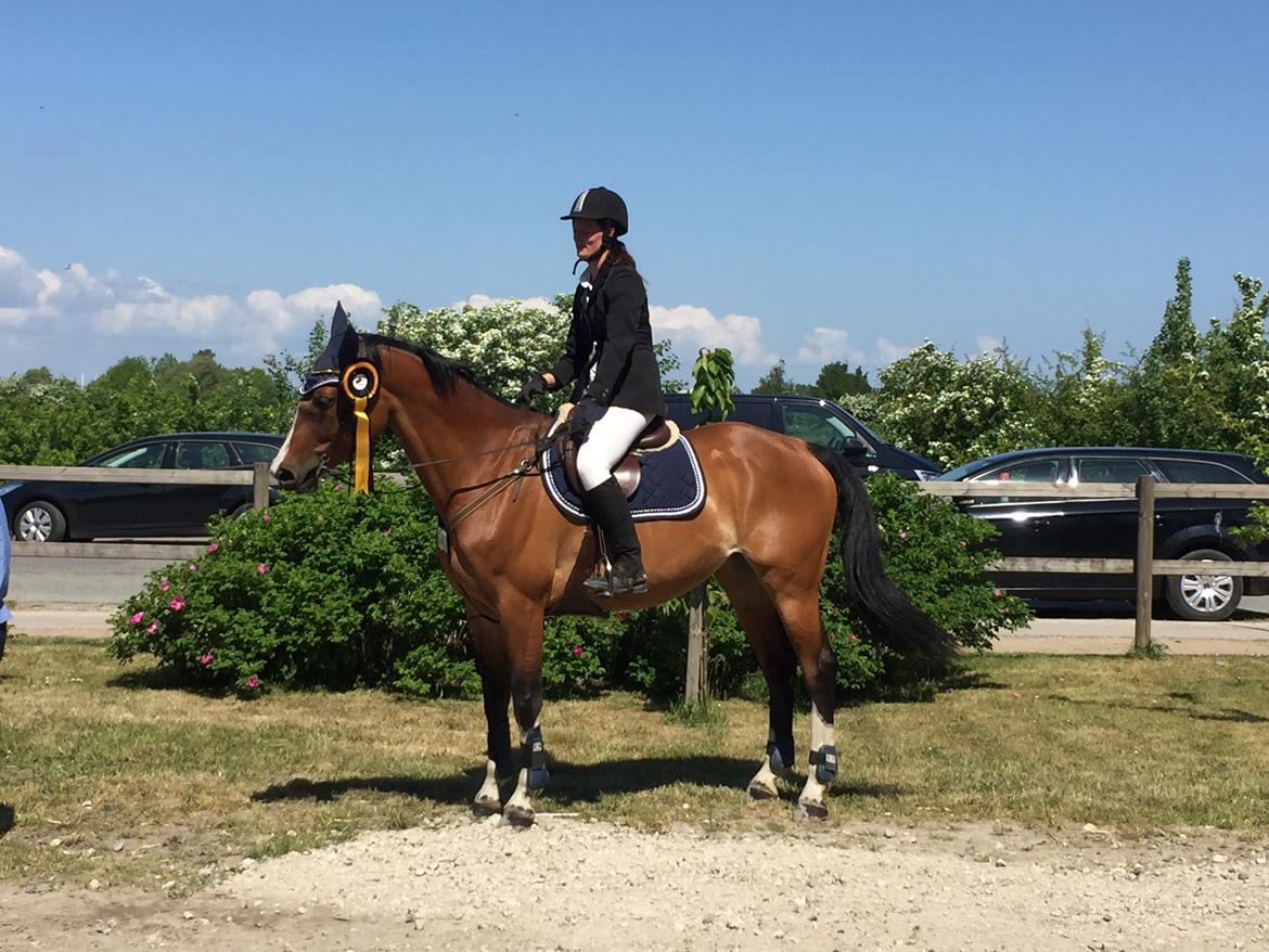 Dansk Varmblod Suzie Q billede 18