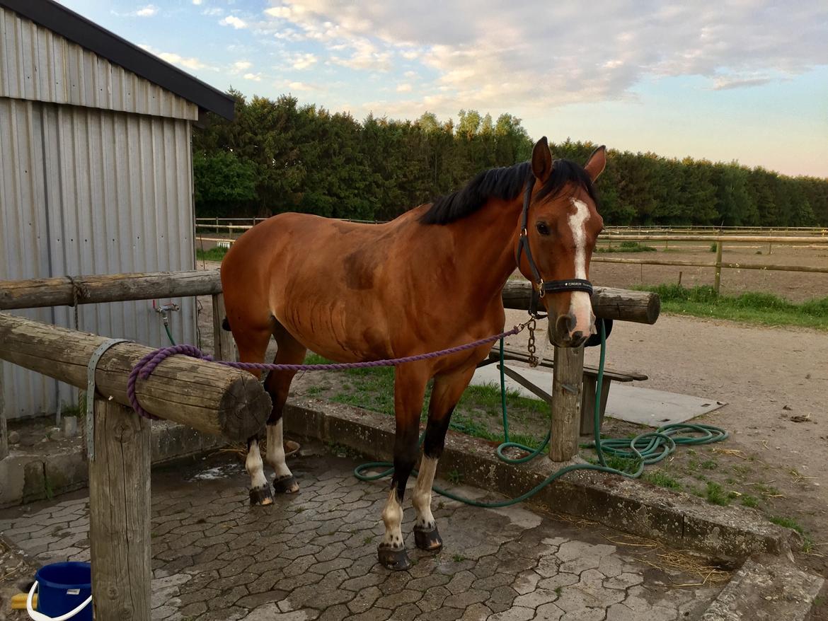 Dansk Varmblod Suzie Q billede 17