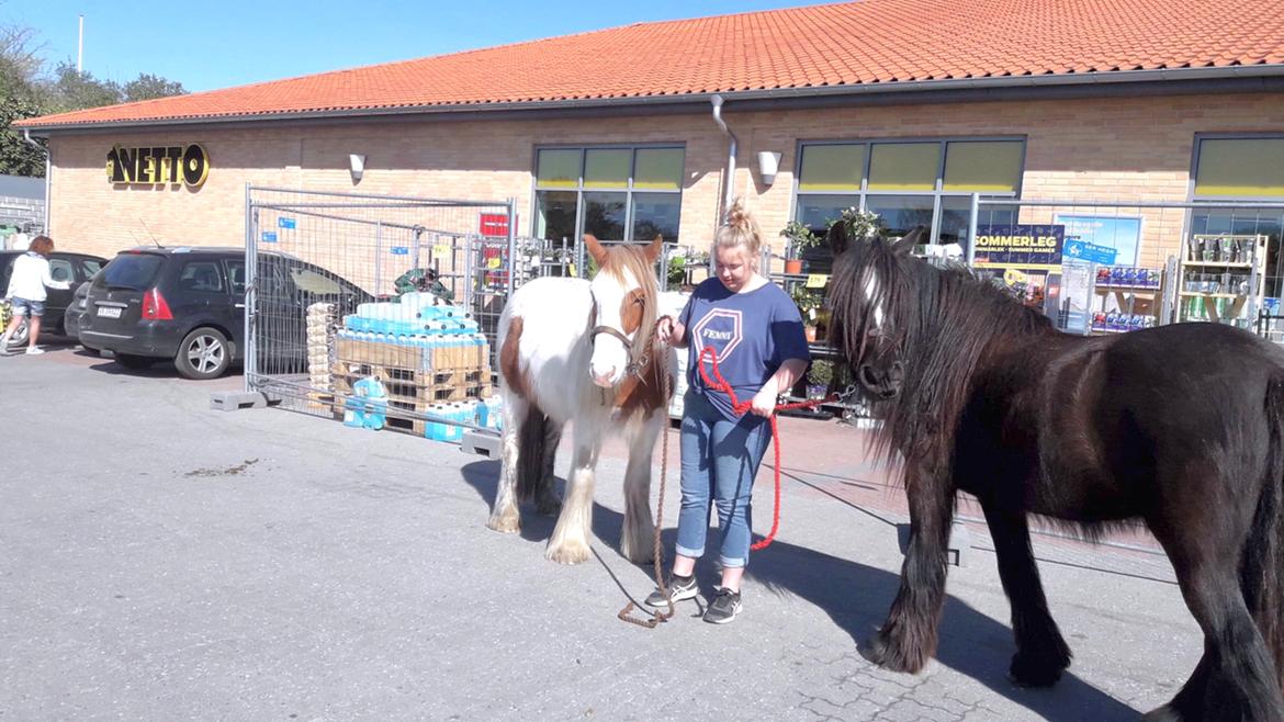 Irish Cob Nydal's Spencer - 20/05/19 første tur ind til byen, og så endda midt i myldertiden, hvor der var rigtig mange biler og mennesker der skulle handle ind. billede 11