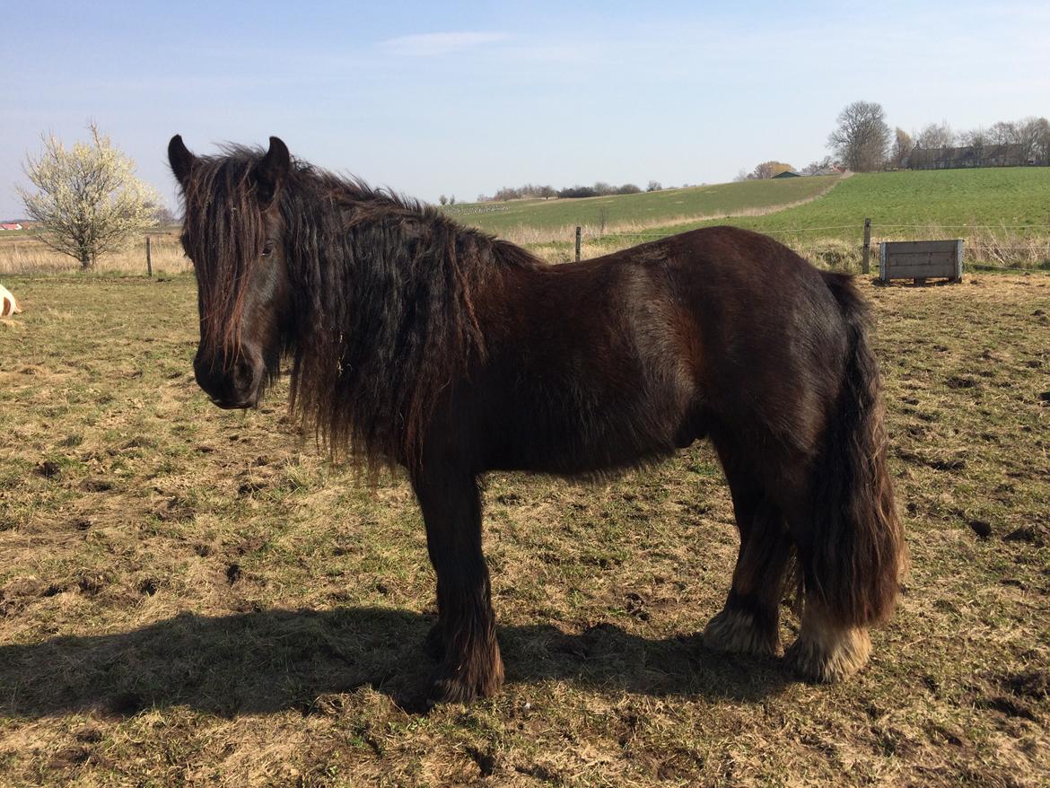 Irish Cob Nydal's Dark Knight of Sorcas - 04/04/19 min smukke dreng. billede 6