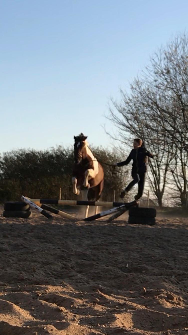 Anden særlig race Tulle Ørnhøj billede 9