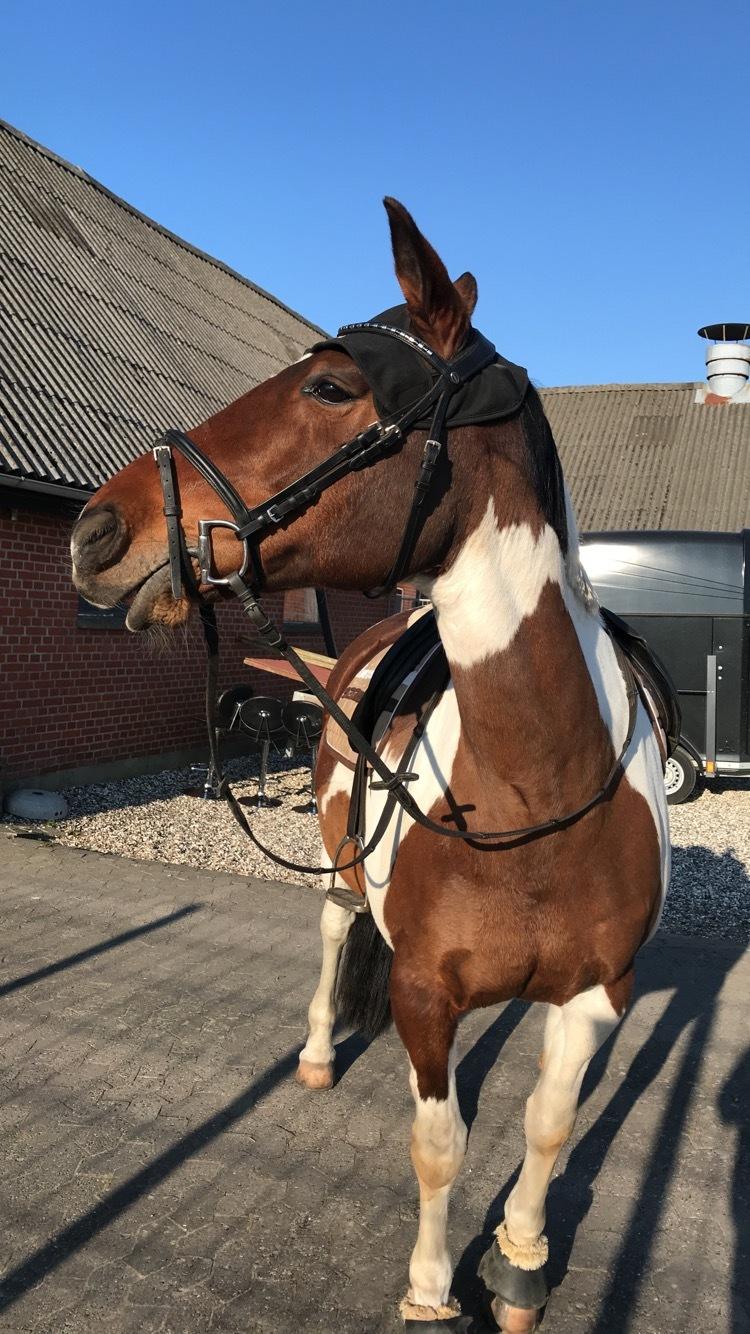 Anden særlig race Tulle Ørnhøj billede 10