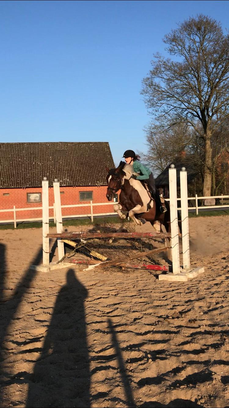 Anden særlig race Tulle Ørnhøj - Gøre klar til første stævne sammen billede 11