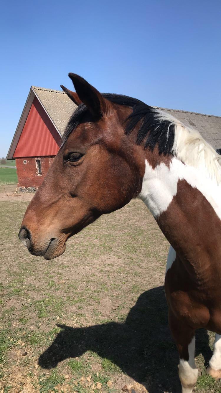 Anden særlig race Tulle Ørnhøj billede 12