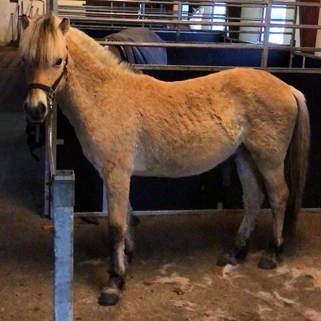 Fjordhest Tornhøjs Kalle - Kalle lære at være en hest billede 8