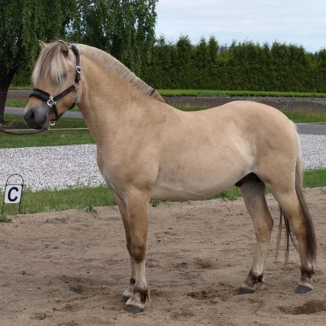 Fjordhest Tornhøjs Kalle - nok det seneste billede jeg har af ham billede 7