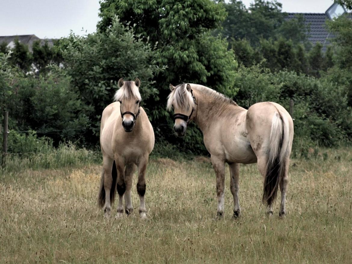 Fjordhest Tornhøjs Kalle - Kalle med hans foldkammerat Vincent billede 11