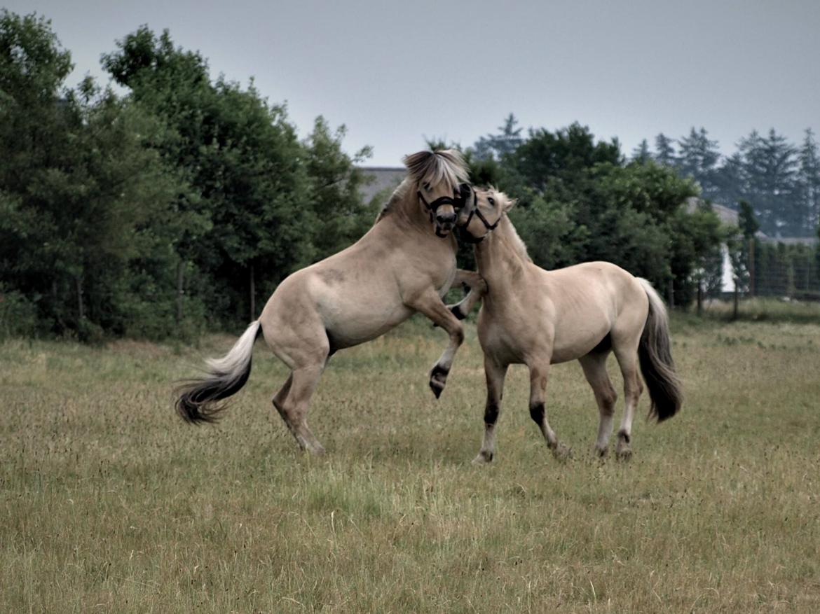 Fjordhest Tornhøjs Kalle - farlige føller billede 15