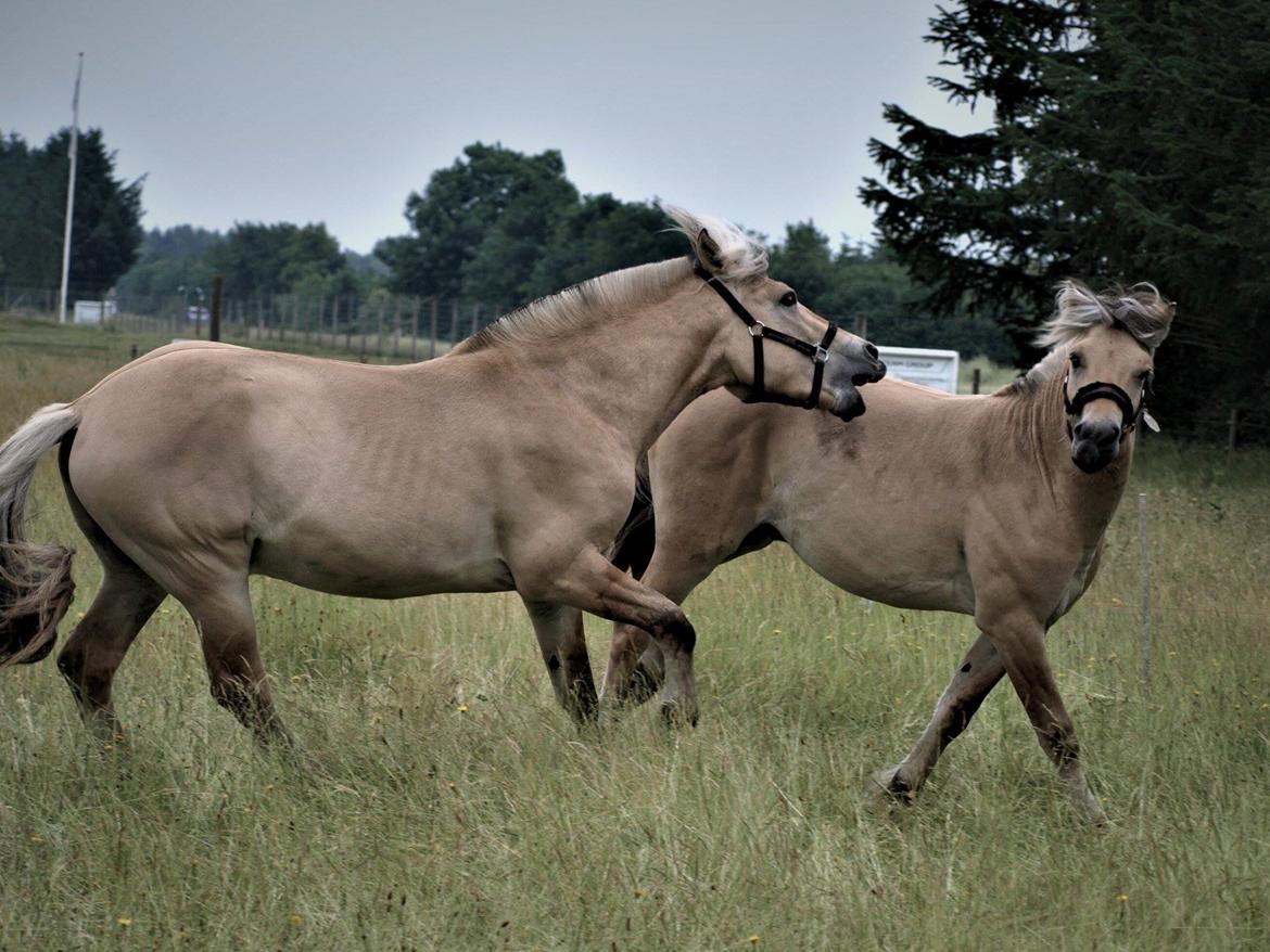 Fjordhest Tornhøjs Kalle - Kalle undviger billede 17